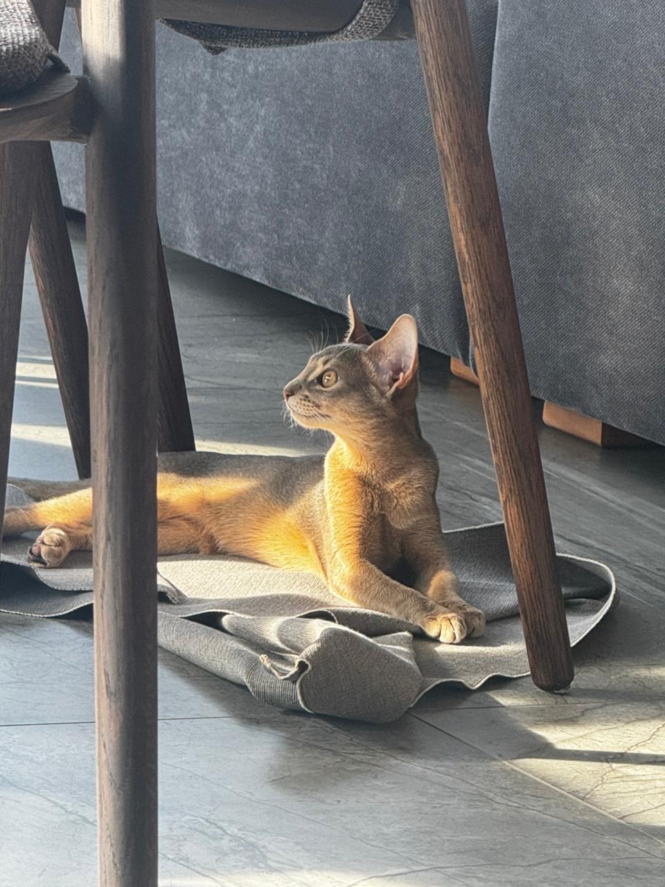 Абиссинская кошка голубого окраса, выпускница питомника Regal Abyss Краснодар