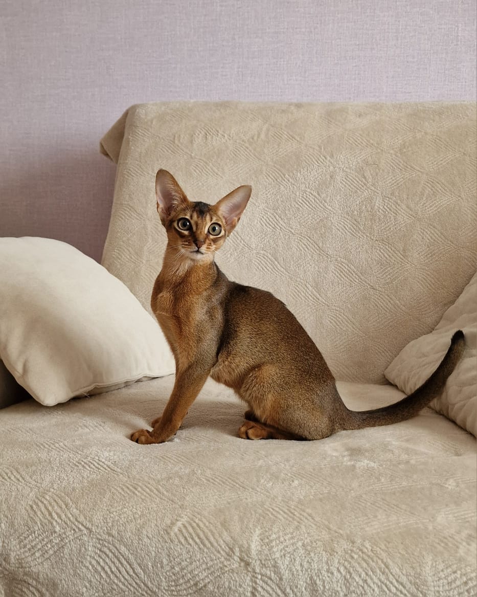 Абиссинский котенок дикого окраса из питомника Regal Abyss, выпускник в новой семье, Ставрополь