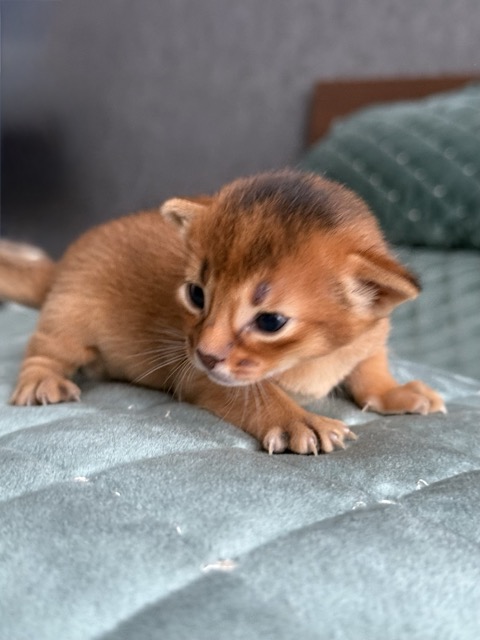 Абиссинские котята питомника Regal Abyss в Краснодаре Абиссинский котенок Caesar мальчик, питомник Regal Abyss Краснодар