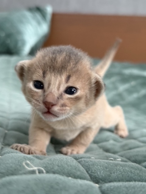 Абиссинские котята питомника Regal Abyss в Краснодаре Абиссинский котенок Clion мальчик, титулованные родители WCF