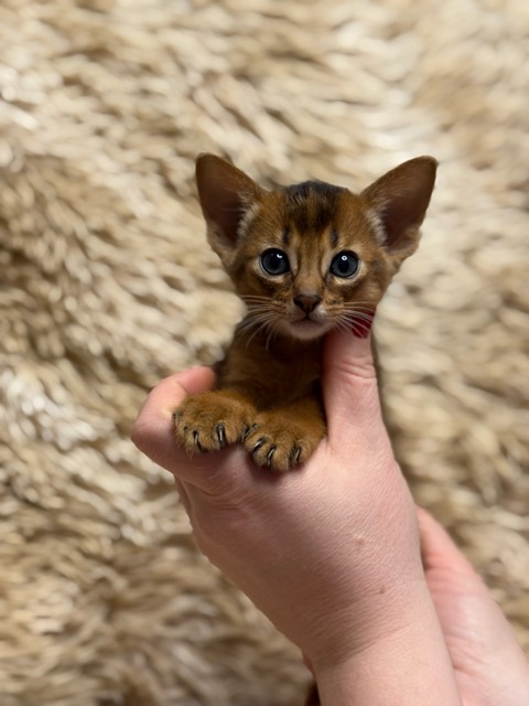 Абиссинские котята питомника Regal Abyss в Краснодаре Абиссинский котенок дикого окраса Цезарь