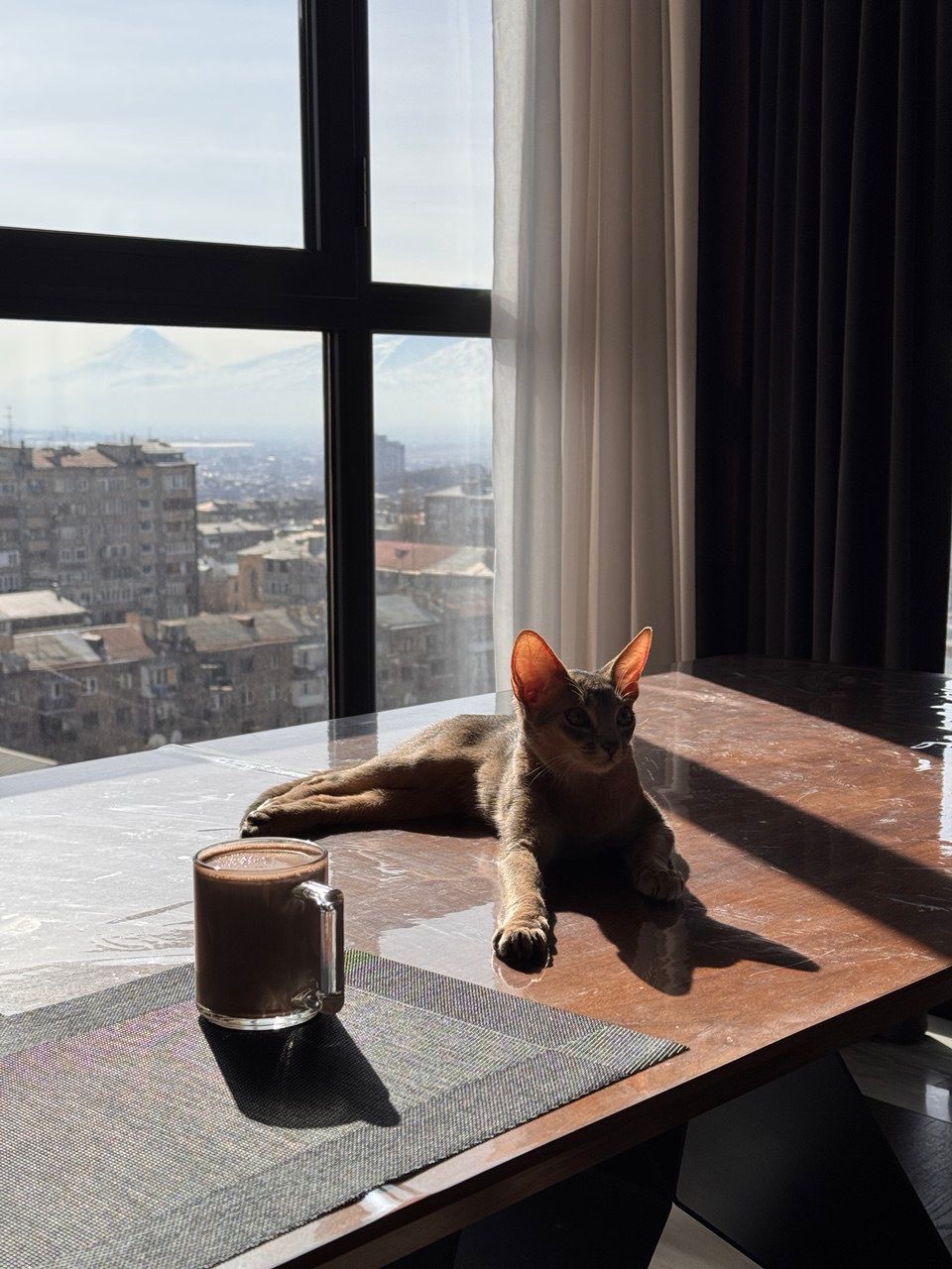 Абиссинская кошка голубого окраса Барби, выпускница питомника Regal Abyss, Ереван