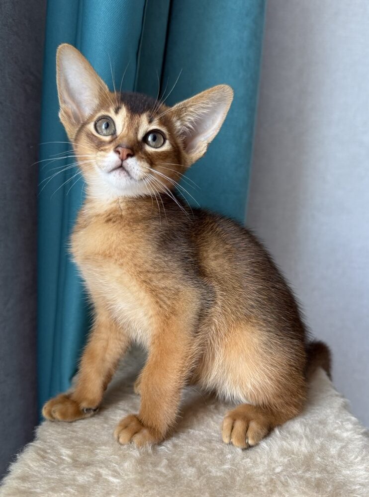 Фото абиссинских кошек и котят питомника Regal Abyss Абиссинская кошка Клеопатра в диком окрасе из питомника Regal Abyss