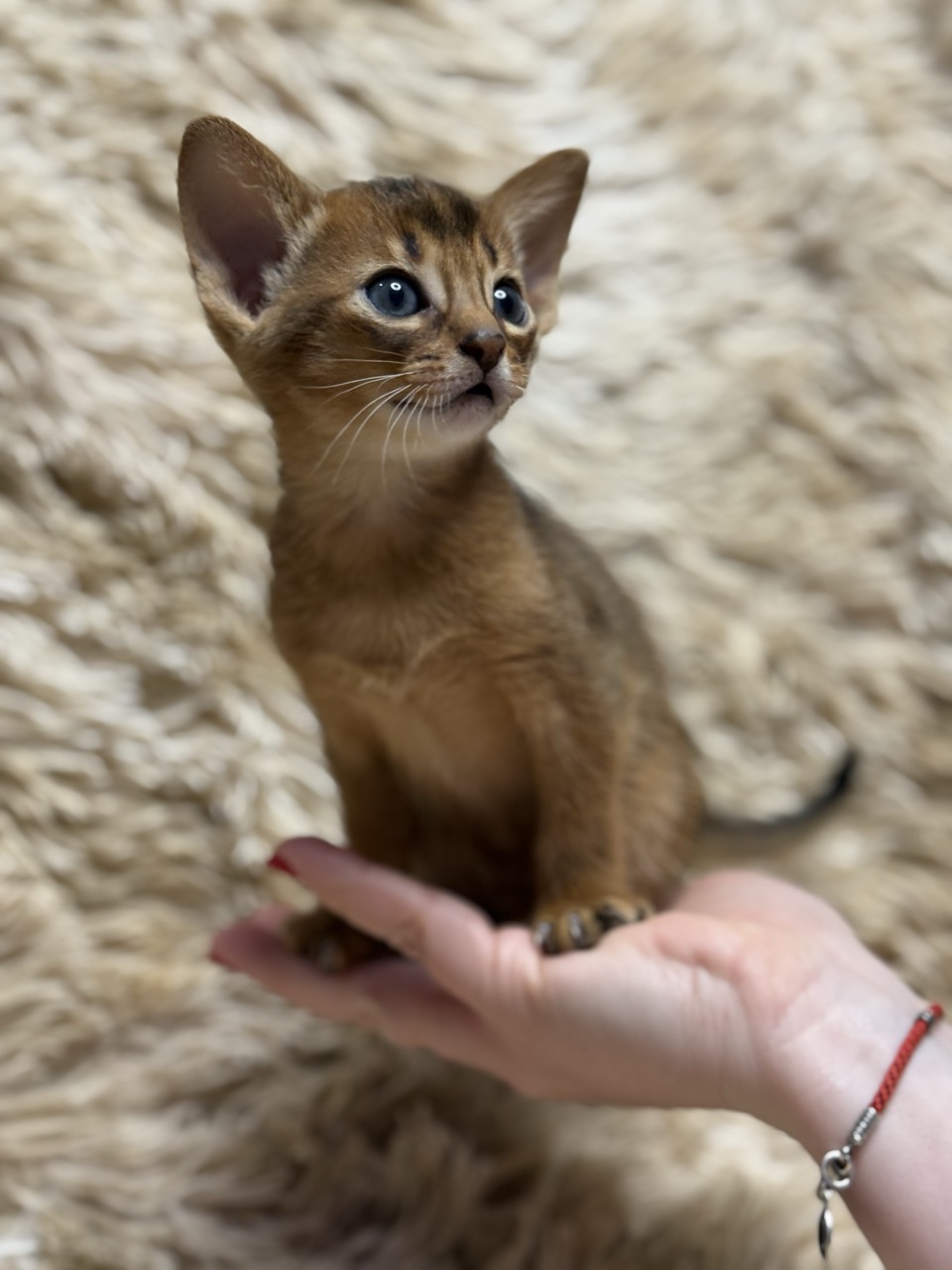 Фото абиссинских кошек и котят питомника Regal Abyss ruddy abyssinian boy caesar