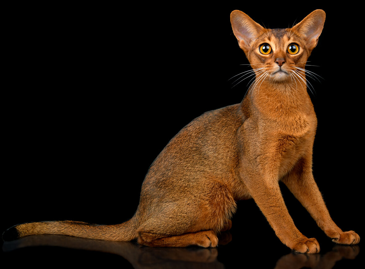 Абиссинская кошка Аглая в диком окрасе производитель питомника Regal Abyss