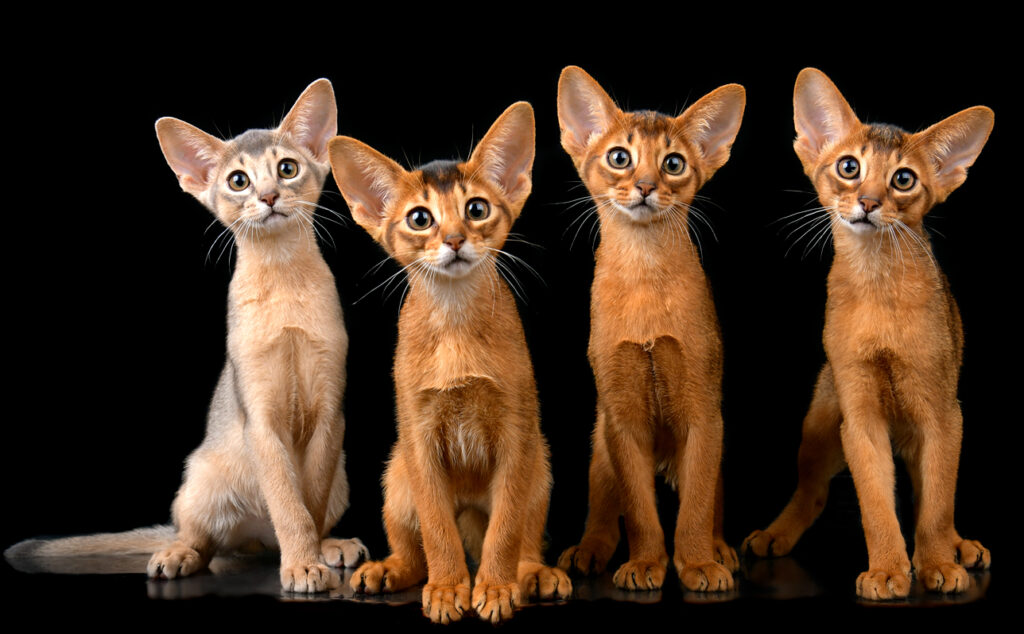 Групповое фото litter C питомник Regal Abyss