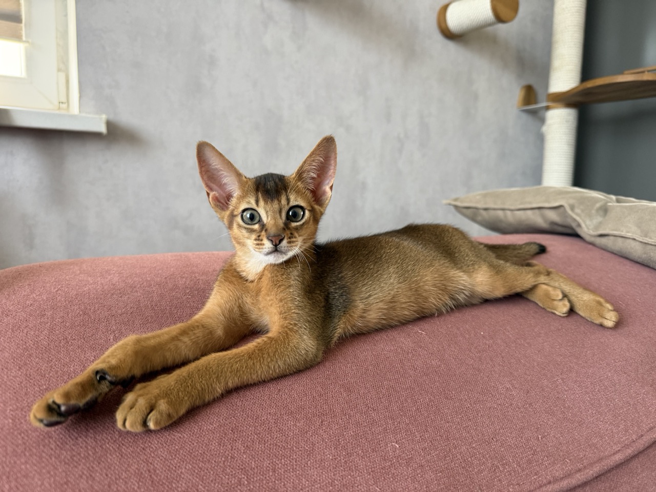 abyssinian ruddy cat